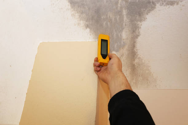 Professional Mold Inspection, Removal & Remediation in Pendergrass, GA